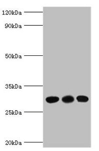 CA1 Antibody