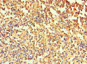 CA1 Antibody