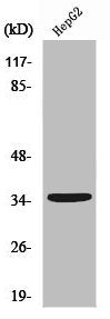 UBR1 Antibody