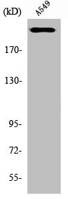 UBR5 Antibody