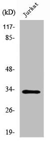 UCP3 Antibody