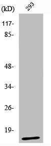UTS2 Antibody