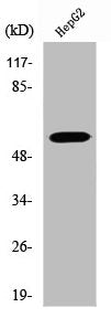 ATP6V1B1 Antibody