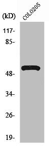 ATP6V1H Antibody