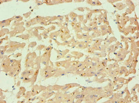 CAPN1 Antibody