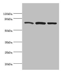CAPN1 Antibody