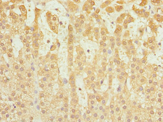 CAPNS1 Antibody