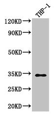 CAPZA1 Antibody