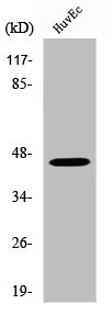 WTAP Antibody