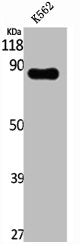 AKAP17A Antibody