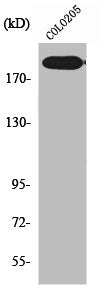 ERCC5 Antibody