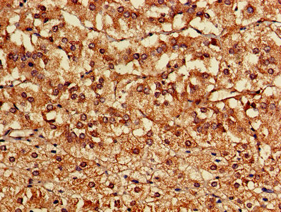 CASK Antibody
