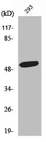 PLAGL1 Antibody