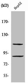 ZNF148 Antibody
