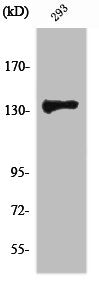 ZBTB40 Antibody