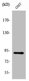 ZC3H11A Antibody