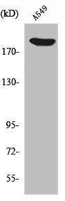 ZC3H13 Antibody