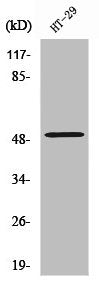 ZFYVE19 Antibody