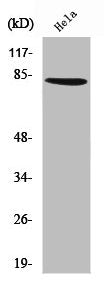 ZNF225 Antibody