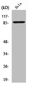 ZNF337 Antibody