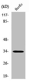 ZNF75D Antibody