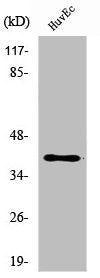 B3GALT1 Antibody
