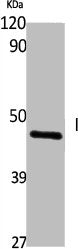 IHH Antibody