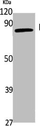SCNN1G Antibody