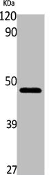 GLUL Antibody