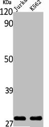 ING4 Antibody
