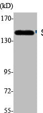 SF3B1 Antibody