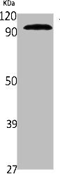 VAV1 Antibody