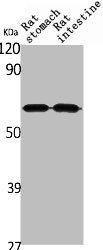 ANGPTL1 Antibody