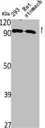 NPAS2 Antibody