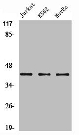 ACTA2 Antibody