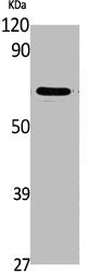 PLK1 Antibody