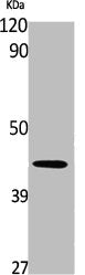 SOX17 Antibody