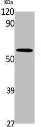 A1BG Antibody