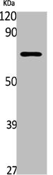 GABRE Antibody