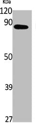 NUP88 Antibody