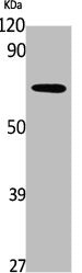 PDP2 Antibody