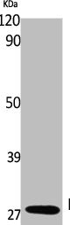 RAB26 Antibody