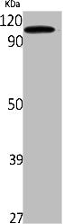 SND1 Antibody