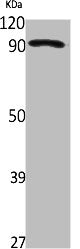 ZNF227 Antibody