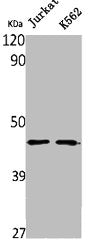 NPRL2 Antibody
