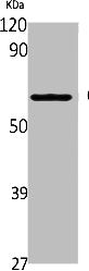 CYP2A6/CYP2A7/CYP2A13 Antibody