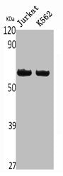 CASP10 Antibody