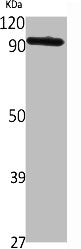 TRPV3 Antibody