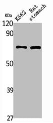 PAOX Antibody