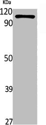 ATP12A Antibody